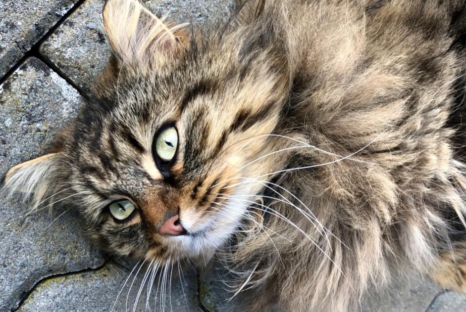 Avviso scomparsa Gatto incrocio di razze Maschio , 9 anni Versoix Svizzera