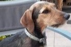 Avviso scomparsa Cane incrocio di razze Femmina , 7 anni Stotzheim Francia