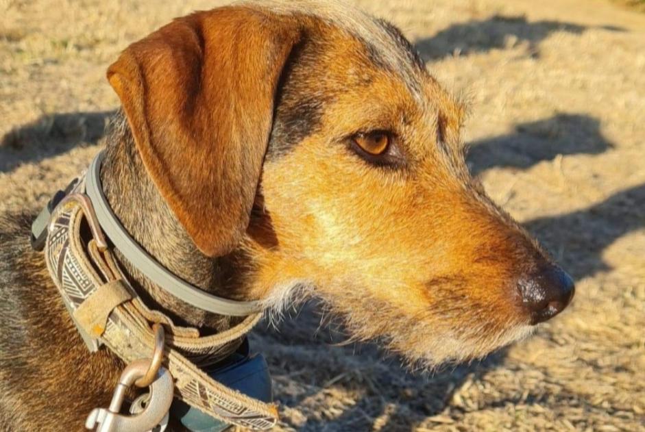 Avviso scomparsa Cane incrocio di razze Femmina , 7 anni Stotzheim Francia