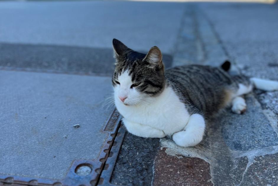 Avviso scomparsa Gatto incrocio di razze Maschio , 5 anni Crans-Montana Svizzera