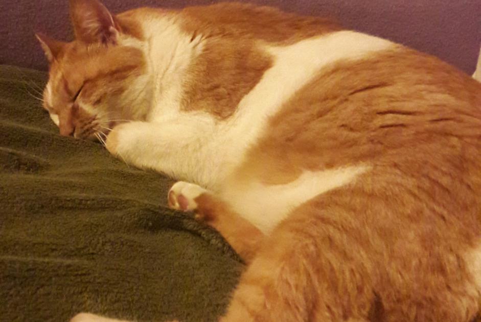 Avviso scomparsa Gatto Maschio , 8 anni Albi Francia