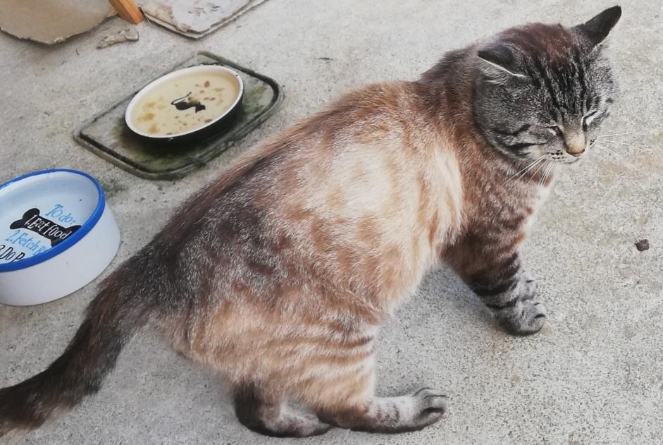 Avviso scomparsa Gatto  Maschio , 4 anni Lanvollon Francia