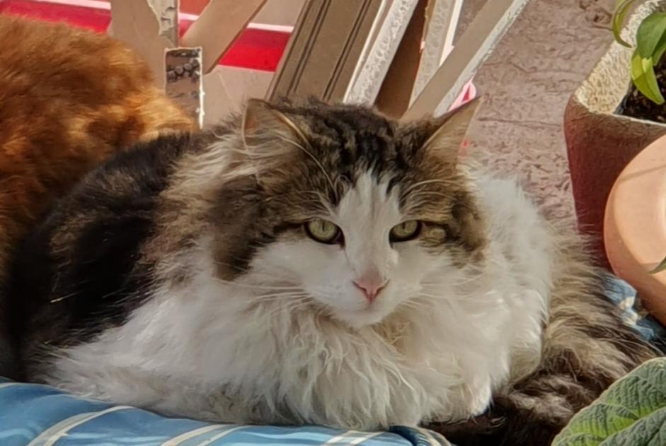 Avviso scomparsa Gatto Maschio , 3 anni Mouriès Francia