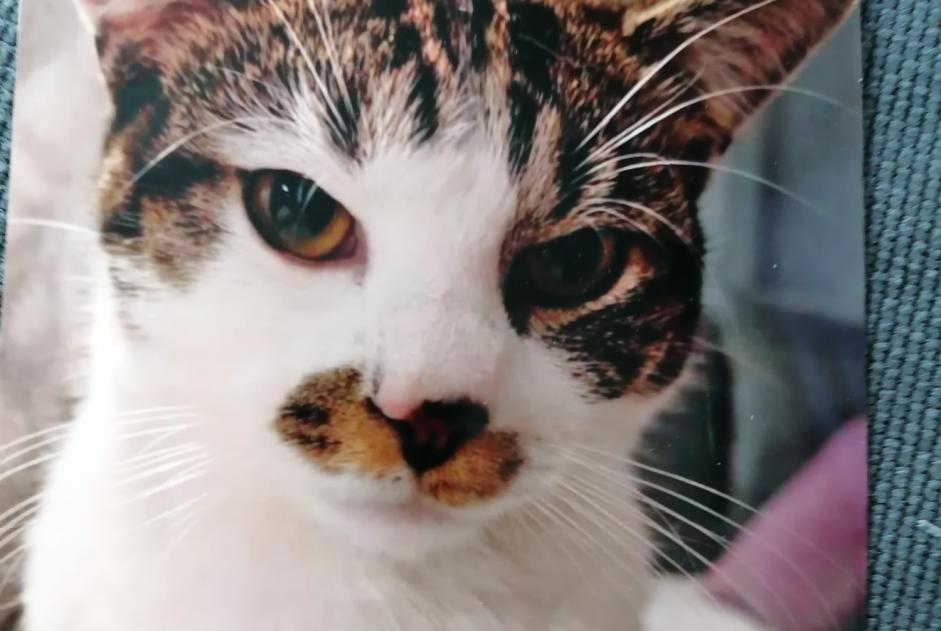 Avviso scomparsa Gatto incrocio di razze Maschio , 2 anni Manage Belgio