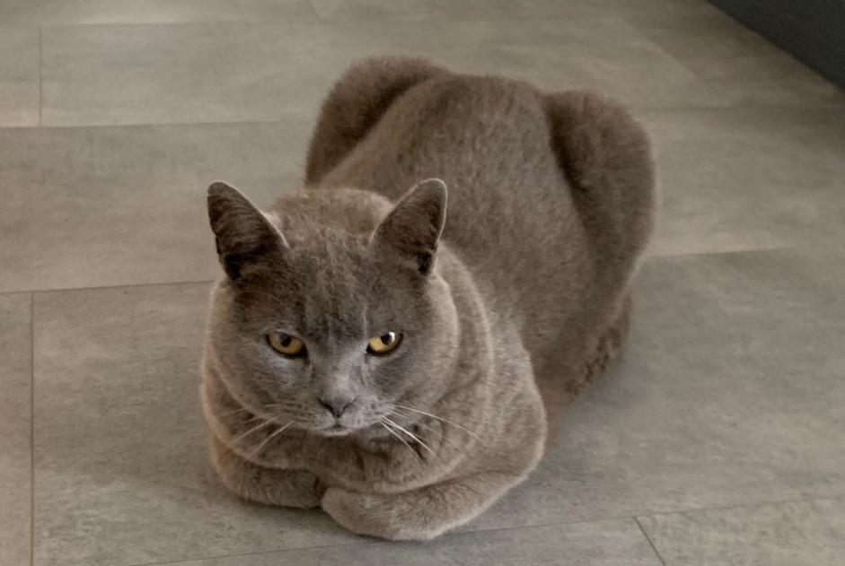 Avviso scomparsa Gatto  Maschio , 10 anni Saint-Viâtre Francia