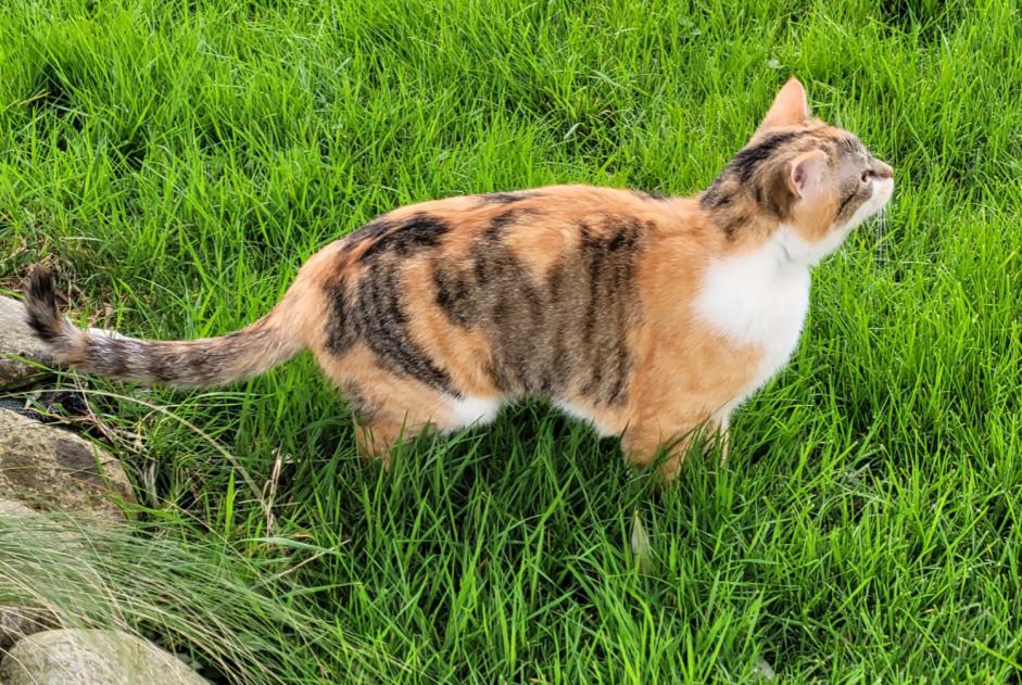 Avviso scomparsa Gatto  Femmina , 2 anni Saverdun Francia