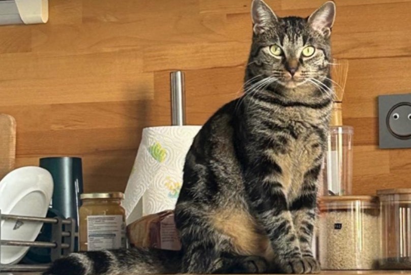 Avviso scomparsa Gatto  Femmina , 2 anni Chécy Francia