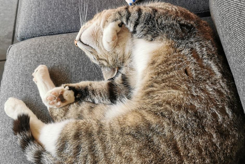 Avviso scomparsa Gatto incrocio di razze Femmina , 9 anni Cañada del Trigo Spagna