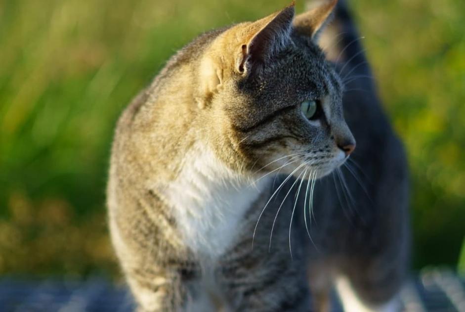 Avviso scomparsa Gatto incrocio di razze Femmina , 9 anni Cañada del Trigo Spagna