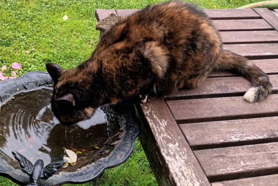 Avviso scomparsa Gatto incrocio di razze Femmina , 7 anni Sucy-en-Brie Francia