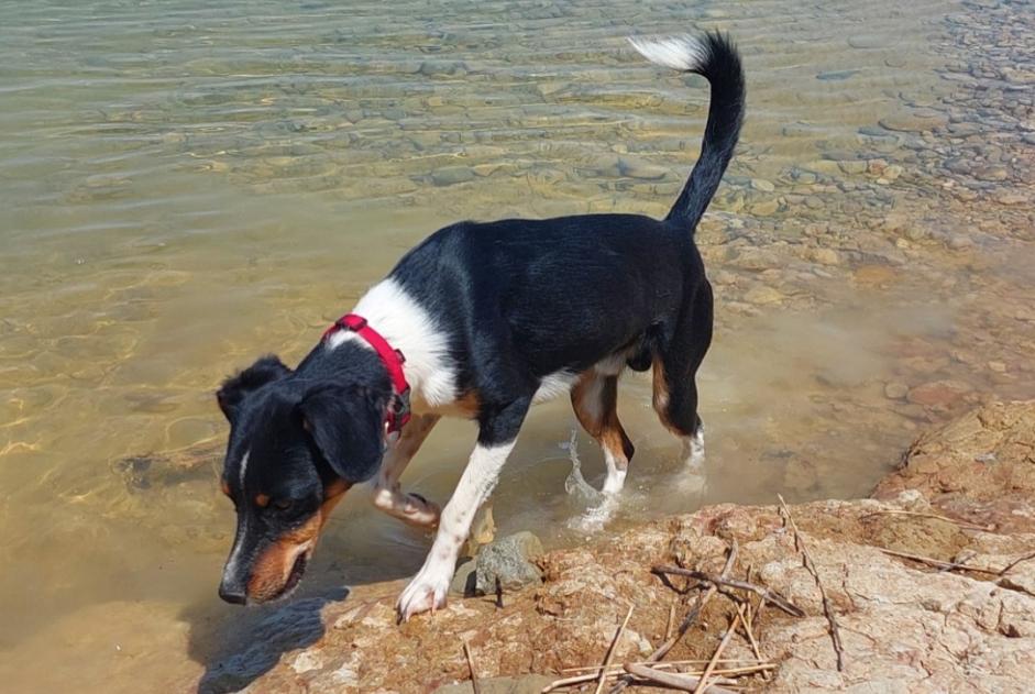 Avviso scomparsa Cane incrocio di razze Maschio , 1 anni Peñíscola Spagna