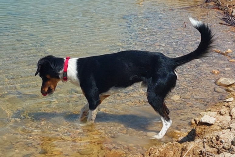 Avviso scomparsa Cane incrocio di razze Maschio , 1 anni Peñíscola Spagna