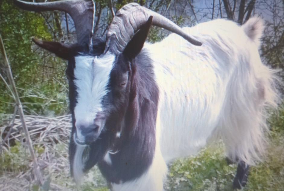 Avviso scomparsa Capra Maschio , 2024 anni Chaillé-les-Marais Francia