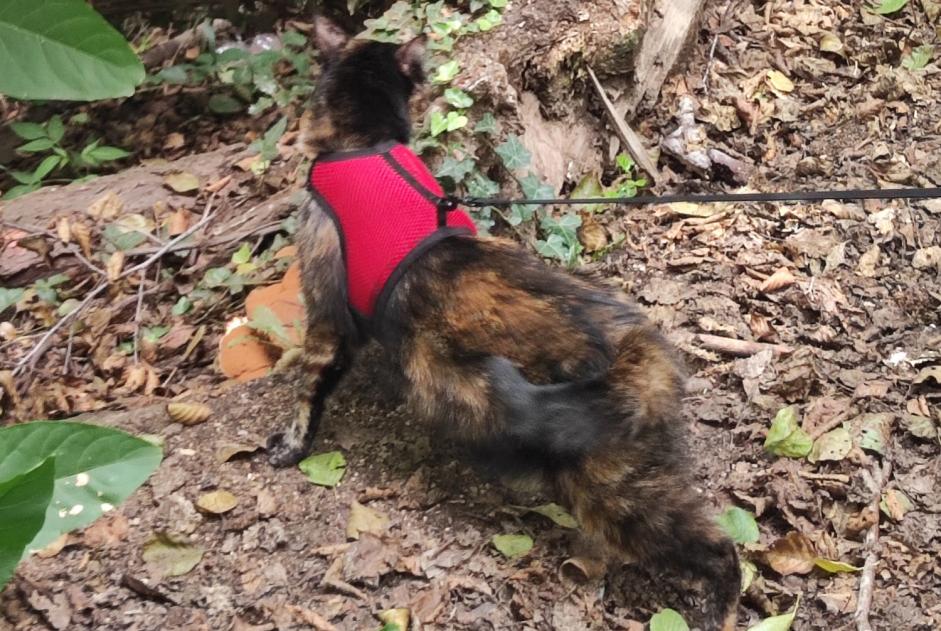 Avviso scomparsa Gatto  Femmina , 2 anni Cadaqués Spagna