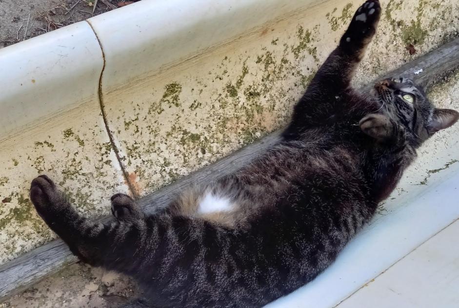 Avviso scomparsa Gatto incrocio di razze Femmina , 7 anni Chasselay Francia