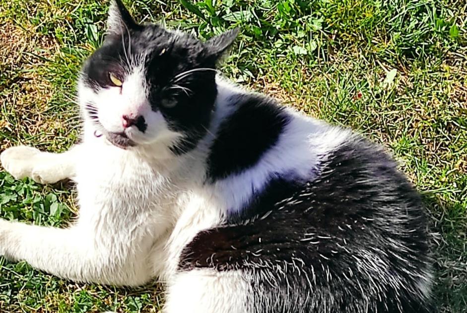 Avviso scomparsa Gatto Maschio , 15 anni Gap Francia