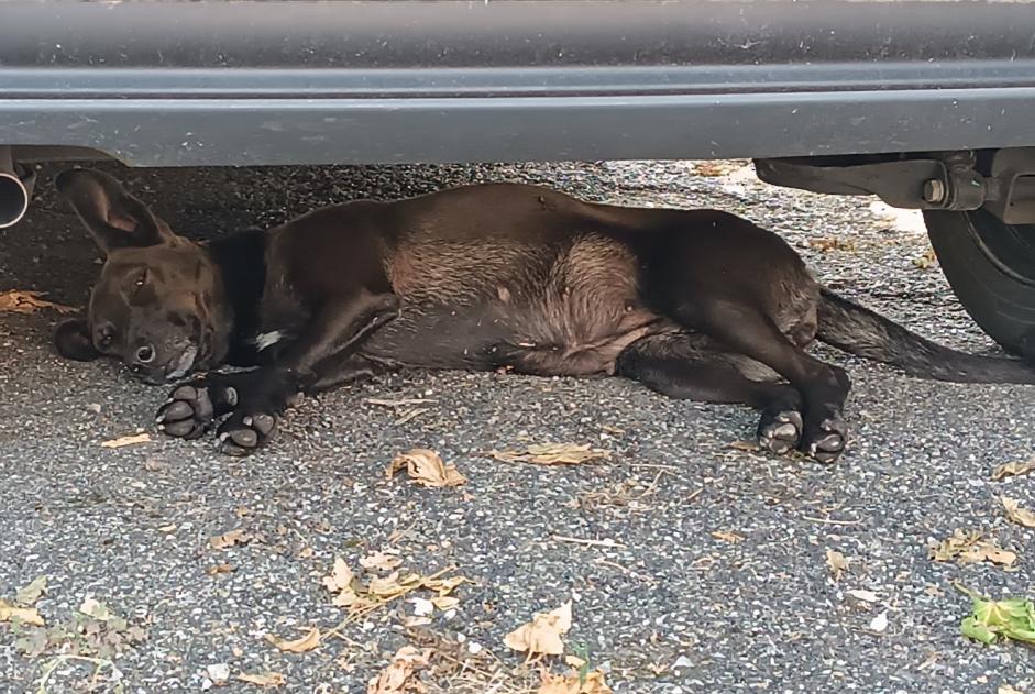 Avviso Ritrovamento Cane Femmina Golfech Francia