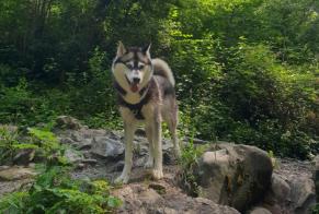 Avviso scomparsa Cane  Femmina , 5 anni Les Deserts Francia