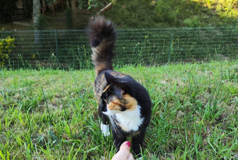 Avviso scomparsa Gatto Femmina , 2 anni Simancas Spagna