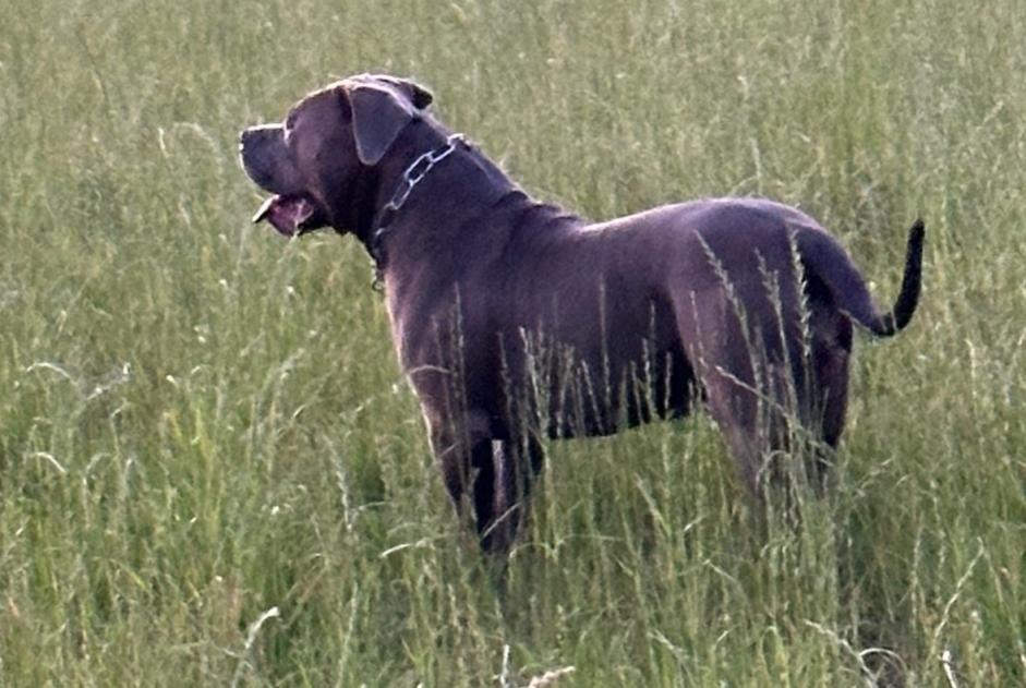 Avviso scomparsa Cane  Maschio , 2 anni Ouzouer-sur-Trézée Francia