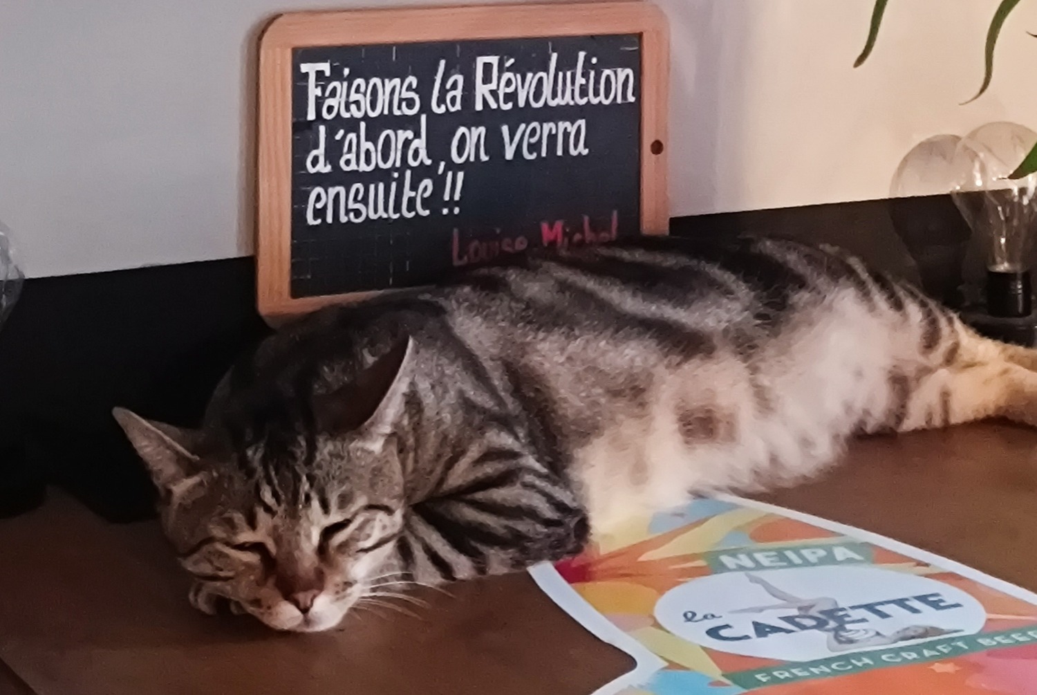 Avviso scomparsa Gatto Maschio , 2 anni Albertville Francia