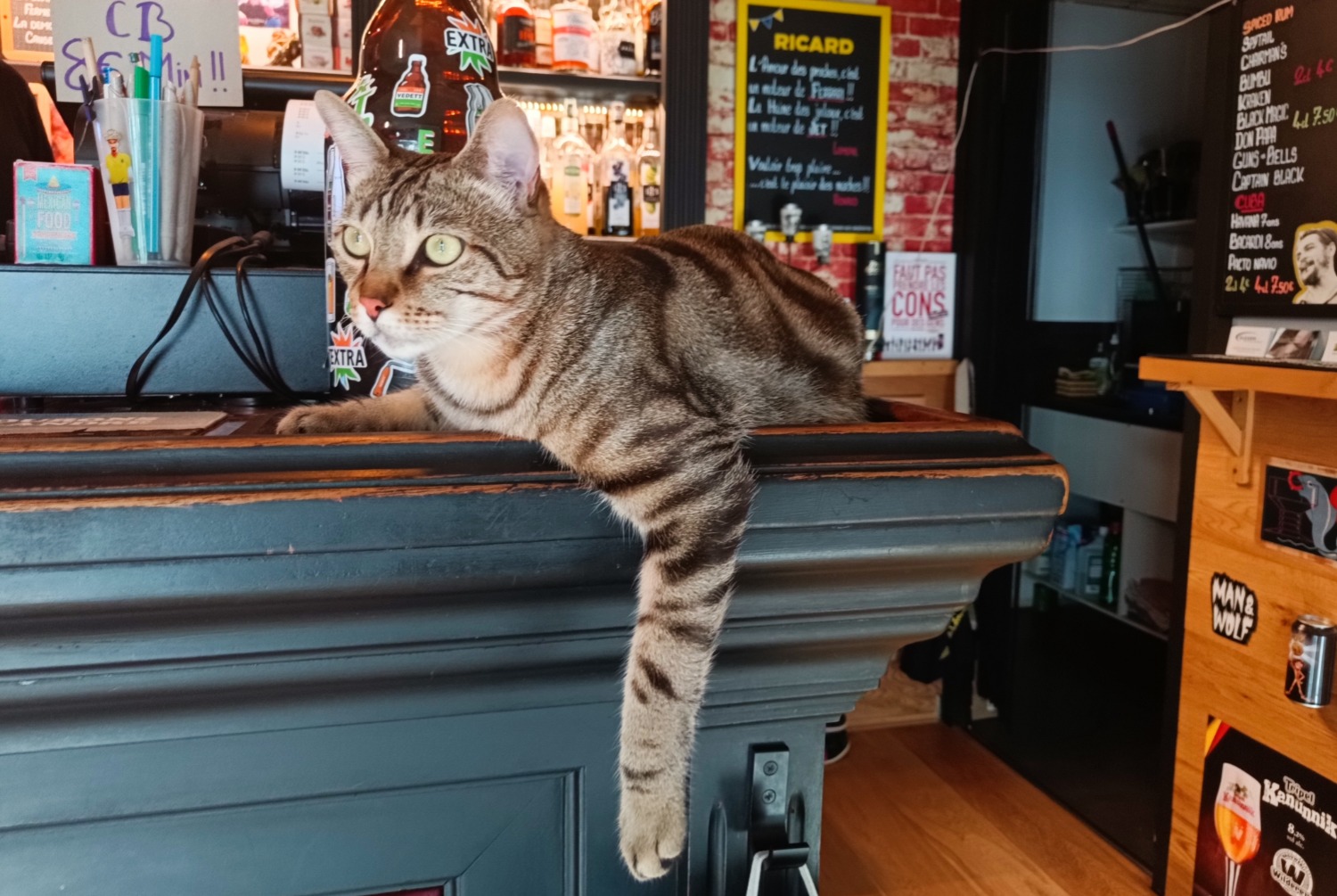 Avviso scomparsa Gatto Maschio , 2 anni Albertville Francia