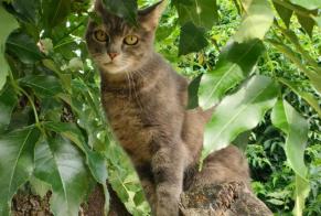 Avviso scomparsa Gatto Femmina , 15 anni Le Fenouiller Francia