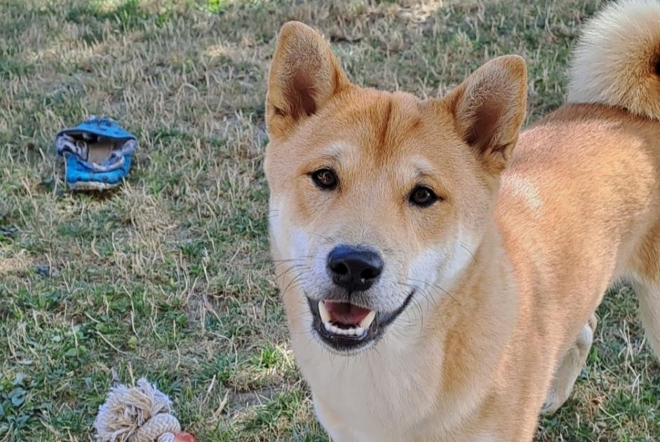 Avviso scomparsa Cane  Maschio , 0 anni Saint-Martin-du-Bois Francia