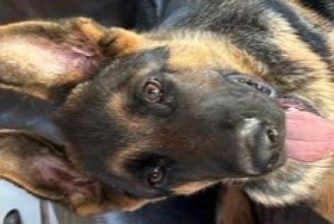 Avviso scomparsa Cane  Maschio , 0 anni Ontinyent Spagna