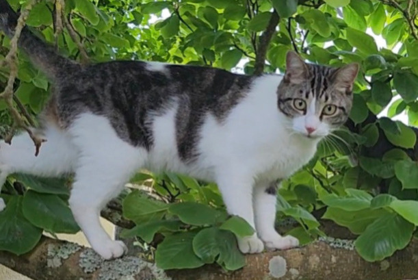 Avviso scomparsa Gatto Maschio , 2 anni Lorient Francia