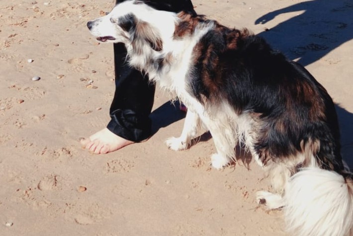 Avviso scomparsa Cane incrocio di razze Femmina , 12 anni Bourdeilles Francia