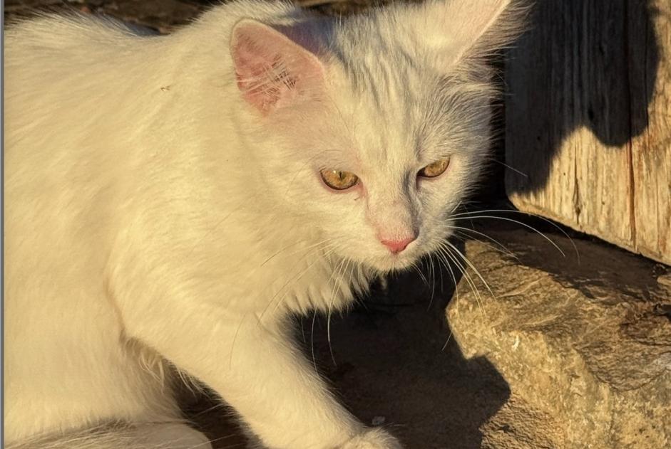 Avviso scomparsa Gatto Maschio , 0 anni Glion Svizzera