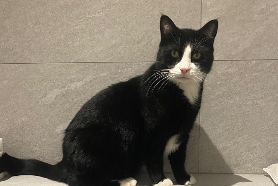 Avviso scomparsa Gatto Maschio , 7 anni Sion Svizzera