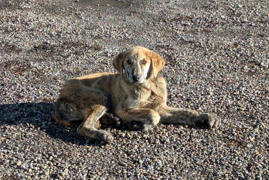 Avviso Ritrovamento Cane Maschio Riaño Spagna