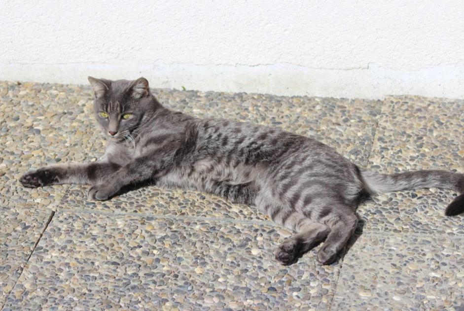 Avviso scomparsa Gatto Maschio , 5 anni Soignies Belgio