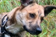 Avviso scomparsa Cane incrocio di razze Femmina , 2 anni Châteauroux-les-Alpes Francia