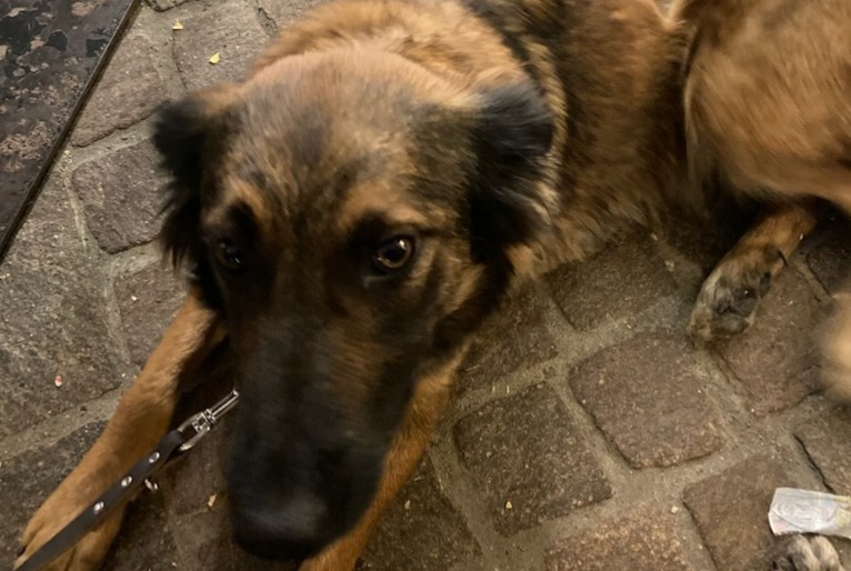 Avviso scomparsa Cane incrocio di razze Femmina , 2 anni Châteauroux-les-Alpes Francia