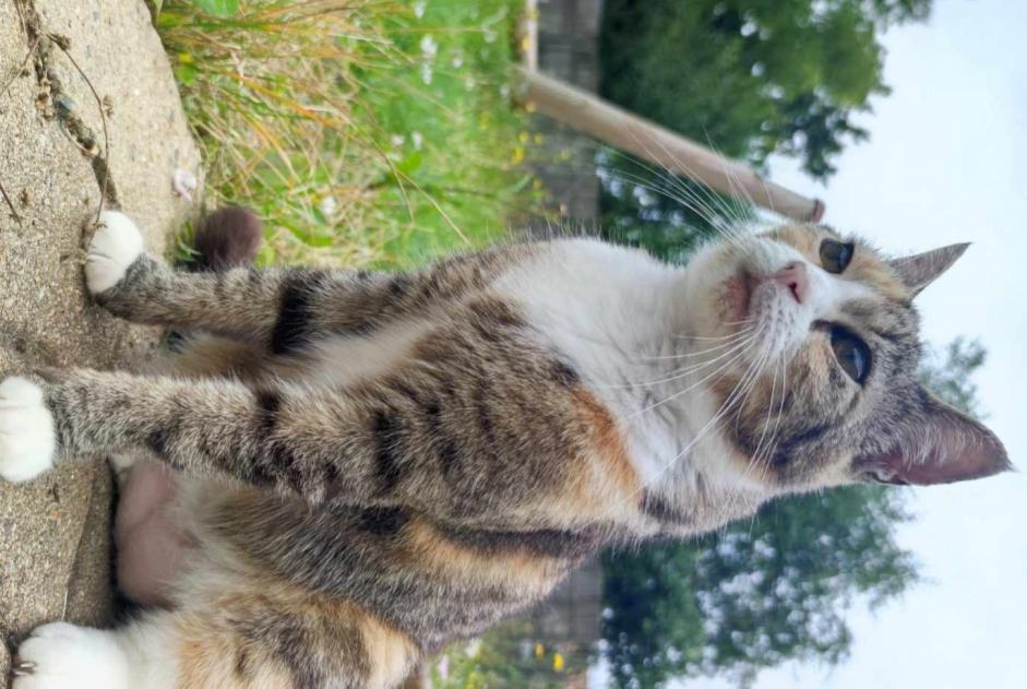 Avviso scomparsa Gatto Femmina , 11 anni L'Hermenault Francia