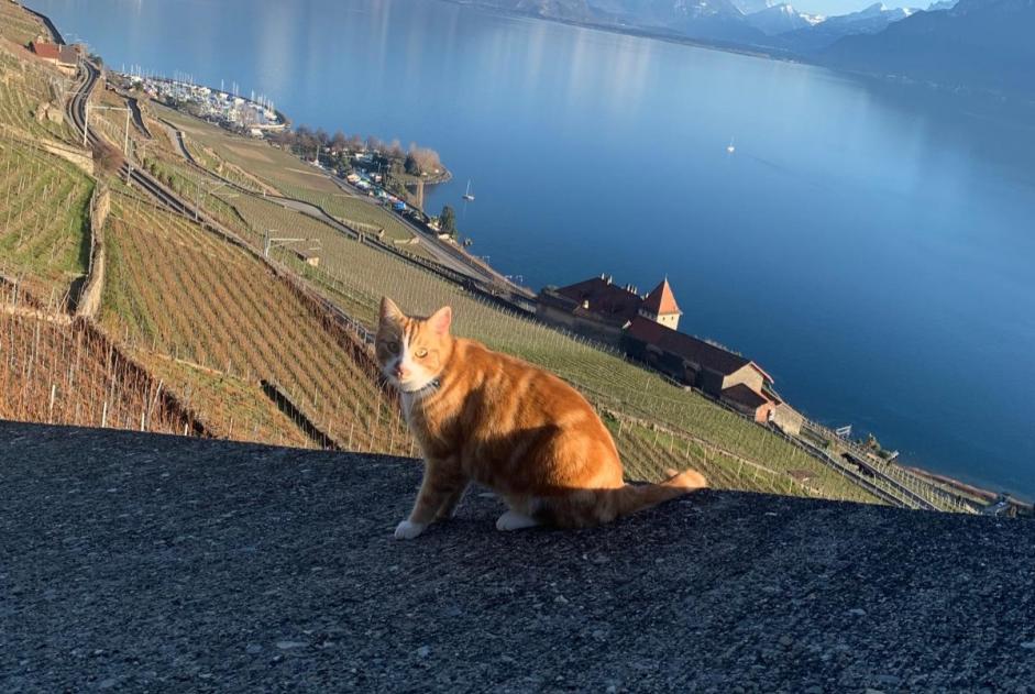 Avviso scomparsa Gatto Maschio , 5 anni Châtel-Saint-Denis Svizzera