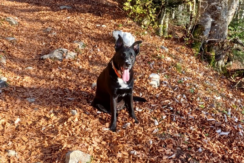 Avviso scomparsa Cane incrocio di razze Maschio , 5 anni Curienne Francia