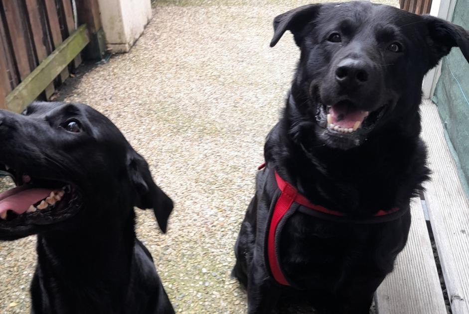 Avviso scomparsa Cane incrocio di razze Maschio , 9 anni Manneville-la-Raoult Francia