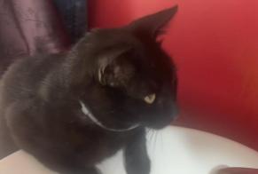 Avviso scomparsa Gatto  Maschio , 7 anni Asse Belgio