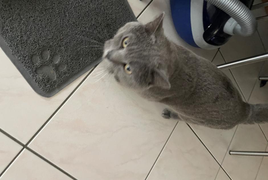 Avviso scomparsa Gatto  Maschio , 6 anni Echandens Svizzera