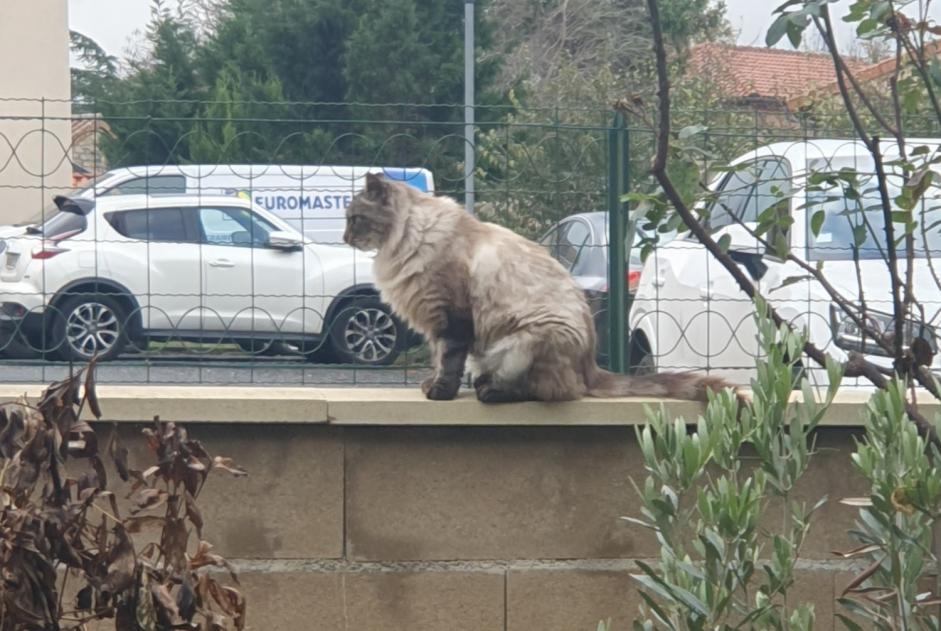 Avviso scomparsa Gatto incrocio di razze Maschio , 3 anni Millau Francia