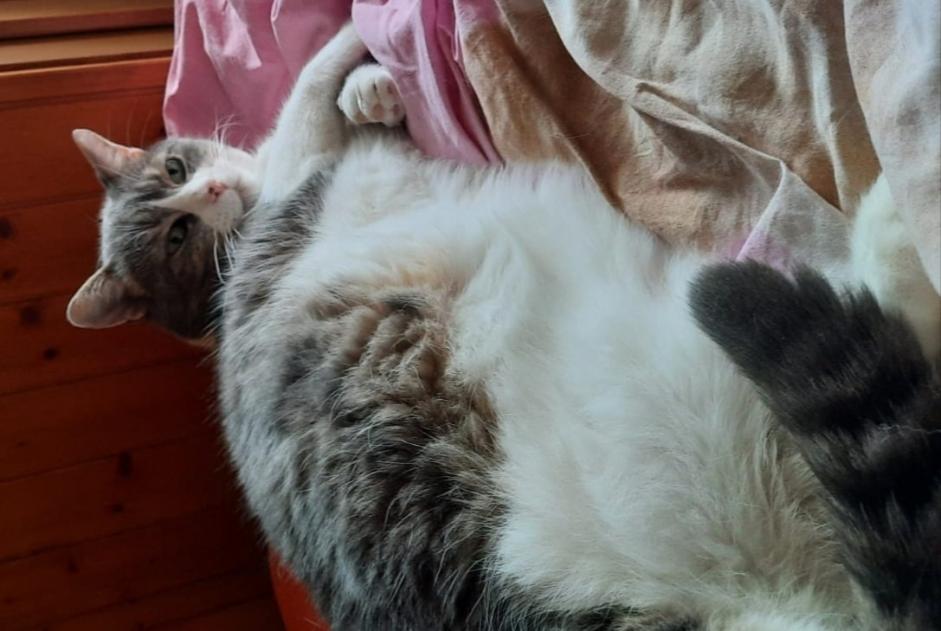 Avviso scomparsa Gatto incrocio di razze Maschio , 9 anni Champéry Svizzera