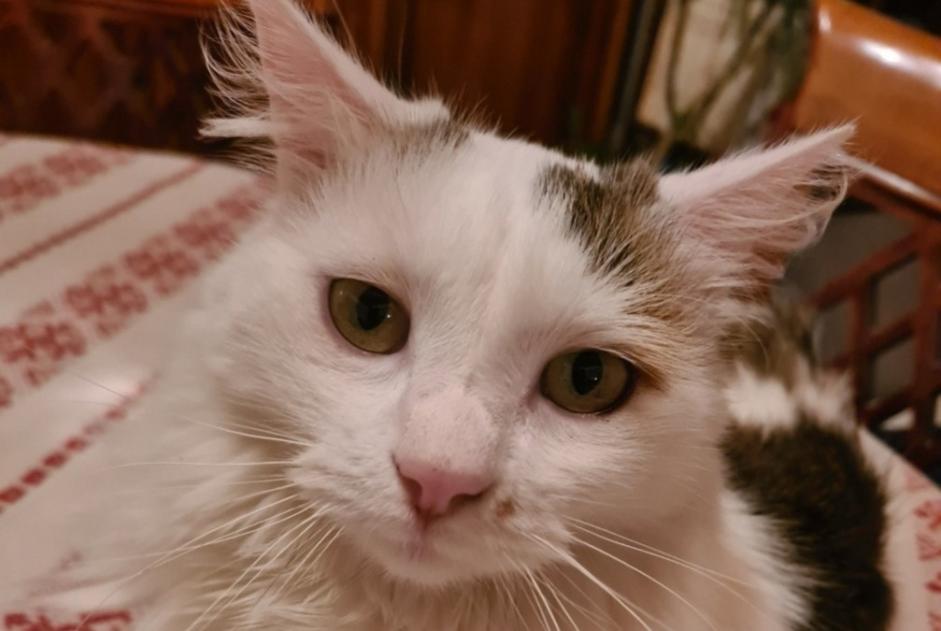 Avviso scomparsa Gatto Maschio , 3 anni Épinal Francia