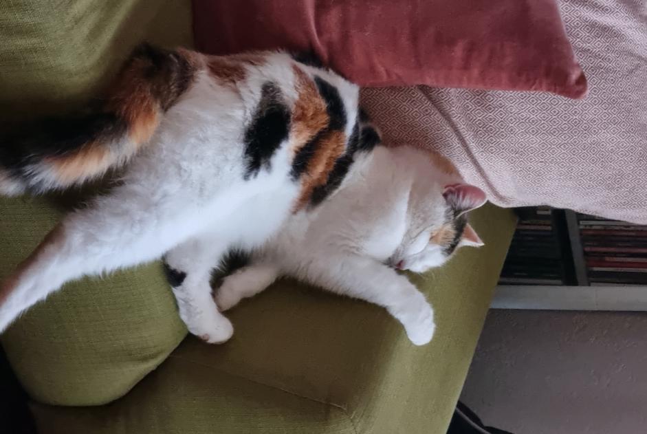 Avviso scomparsa Gatto Femmina , 4 anni Marly Svizzera