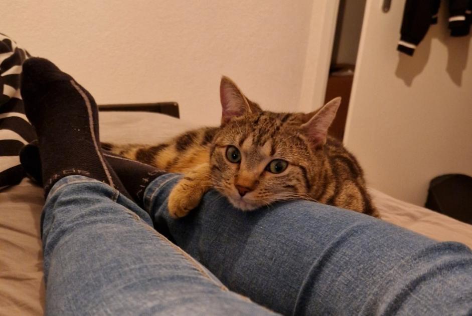 Avviso scomparsa Gatto Maschio , 2 anni Troistorrents Svizzera