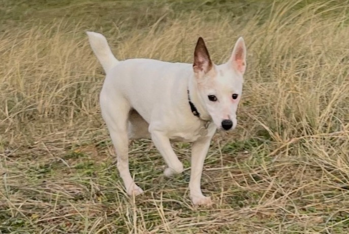 Avviso scomparsa Cane  Femmina , 17 anni Crozon Francia