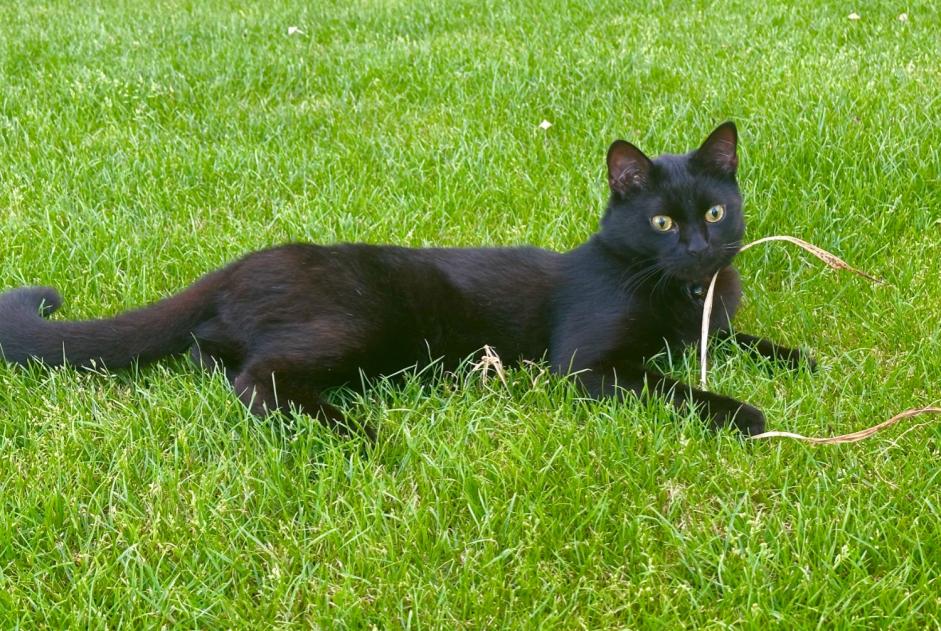 Avviso scomparsa Gatto Maschio , 2 anni Court-St.-Étienne Belgio